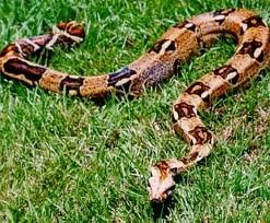 ULAR BOA